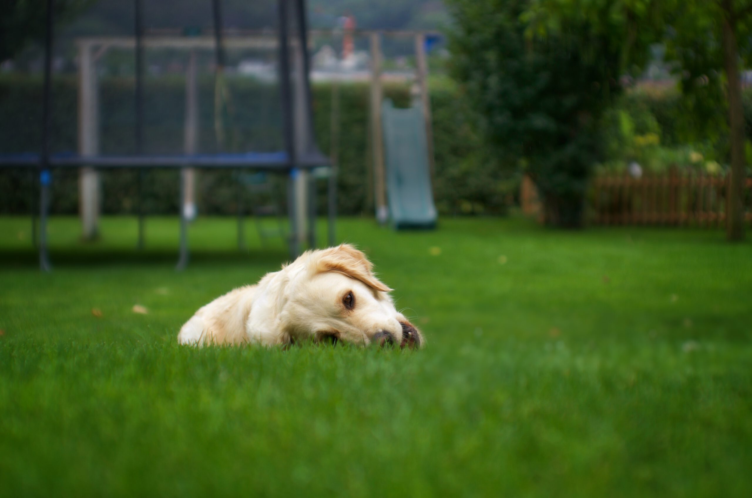 Pies na zielonym trawniku